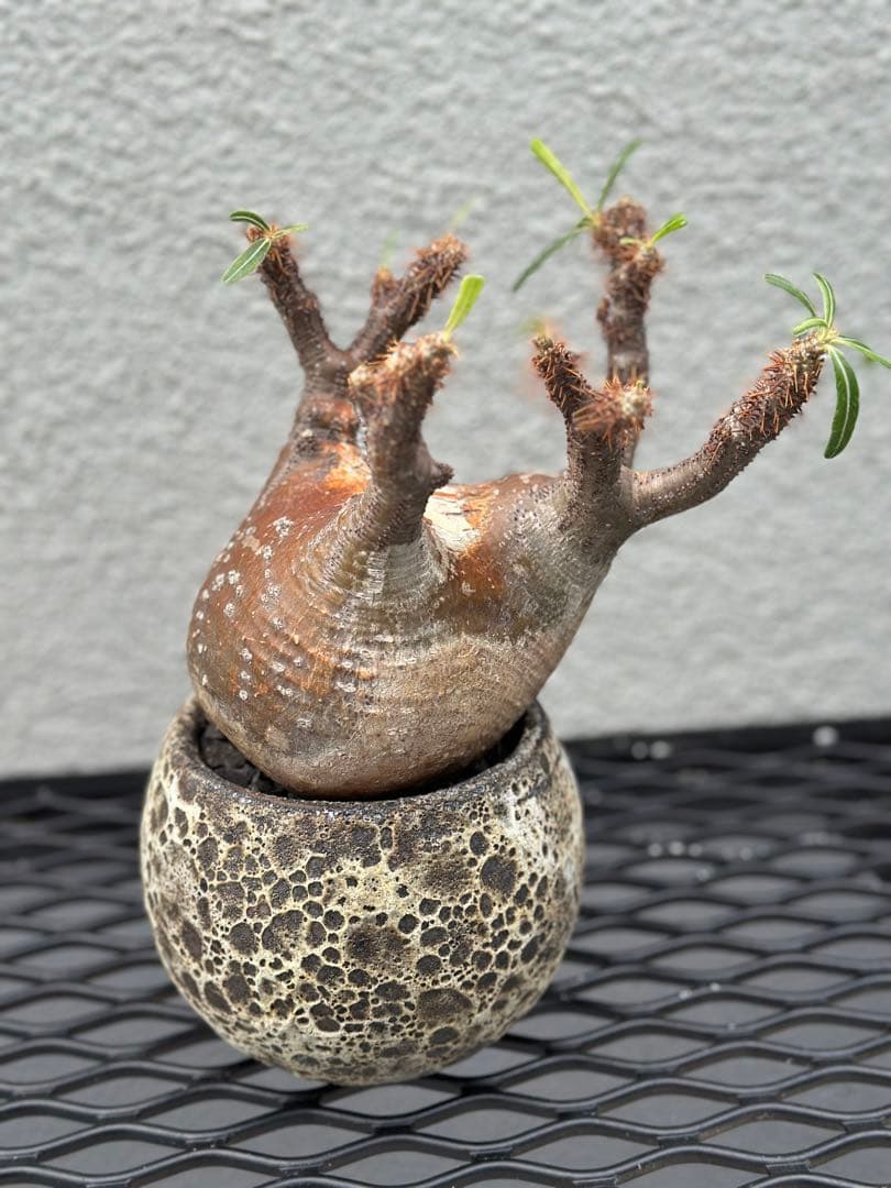 パキポディウムグラキリス現地球発根済み