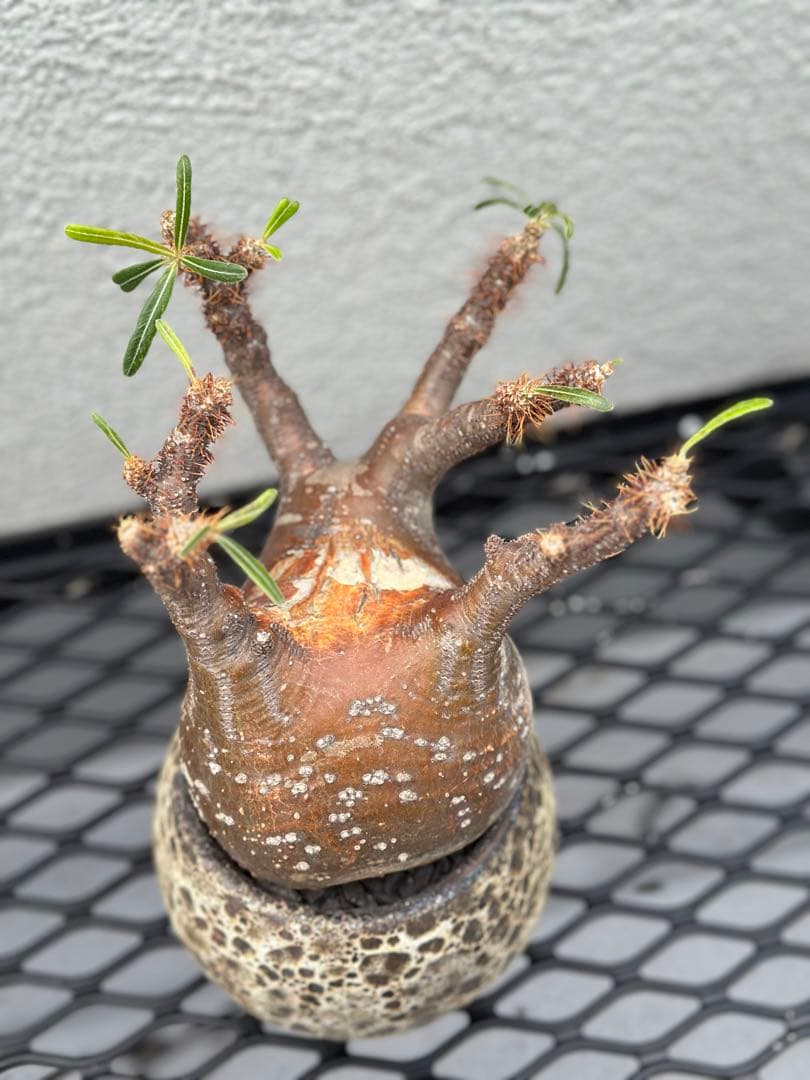 パキポディウムグラキリス現地球発根済み