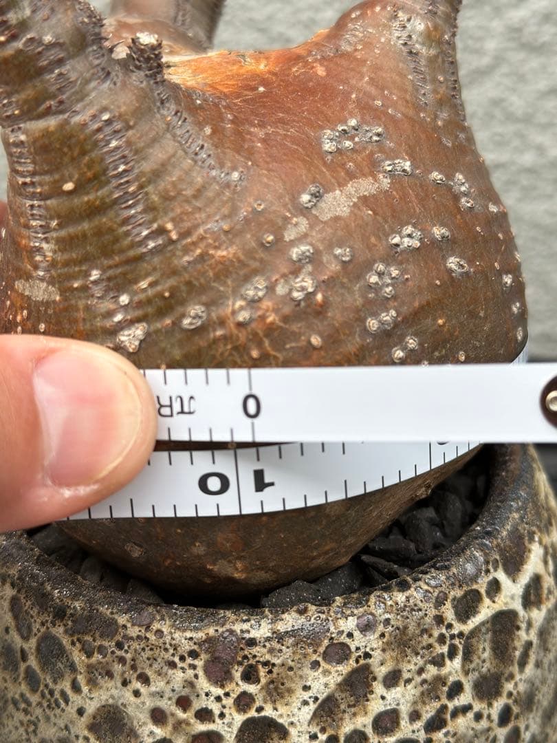 パキポディウムグラキリス現地球発根済み