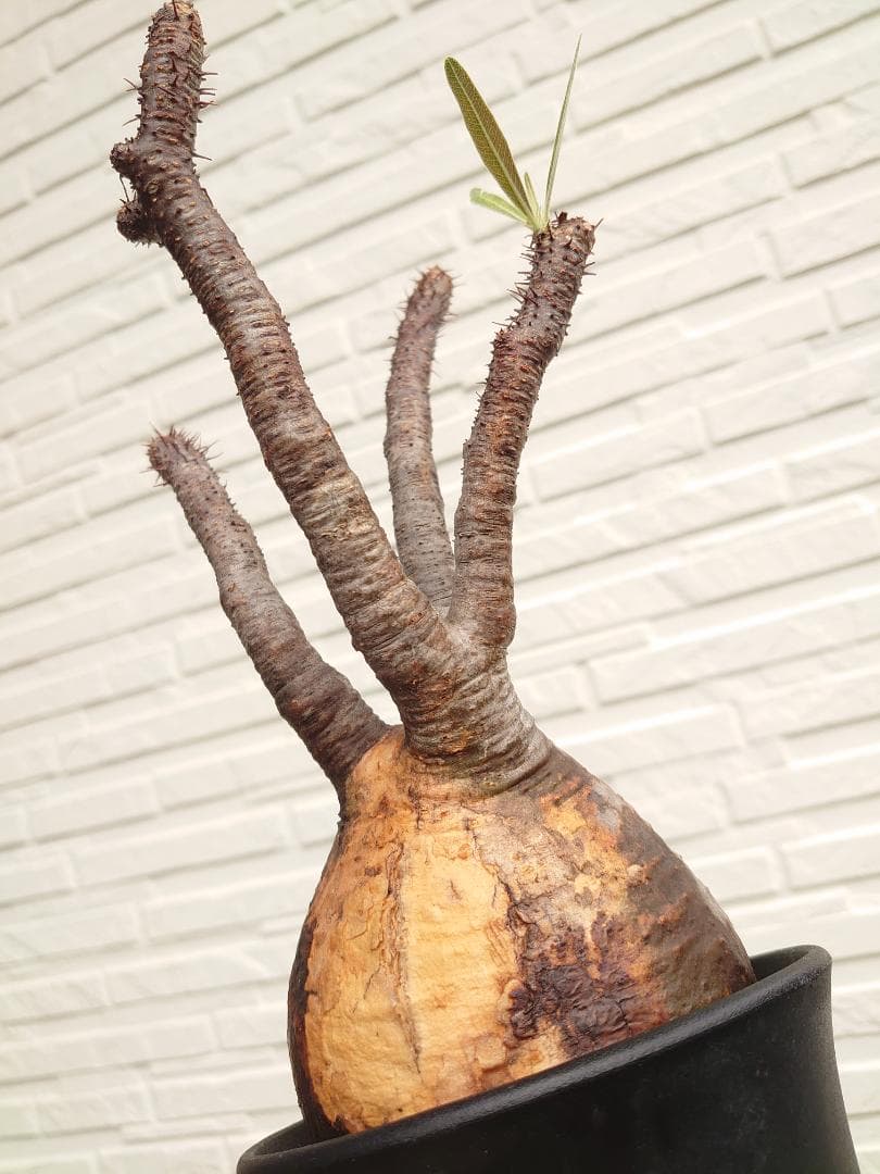 パキポディウム グラキリス