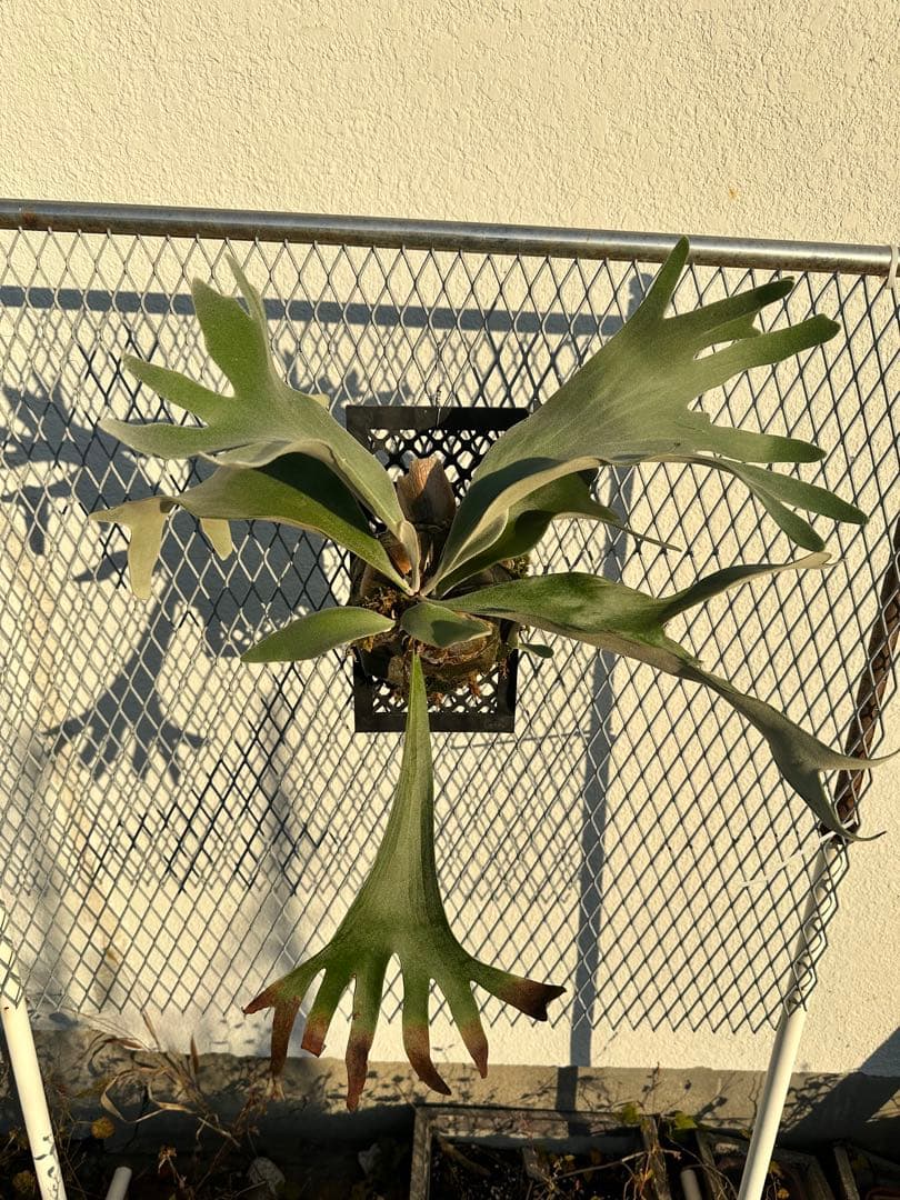 ビカクシダ　ウィリンキー　セルソタッタ　TC