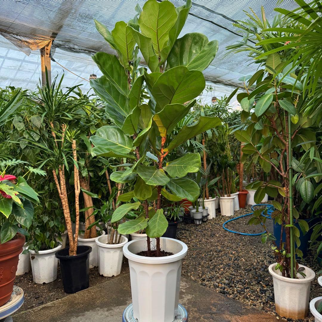 【特級品】フィカス リラータ (カシワバゴム) 10号鉢サイズ 鉢付き 送料込