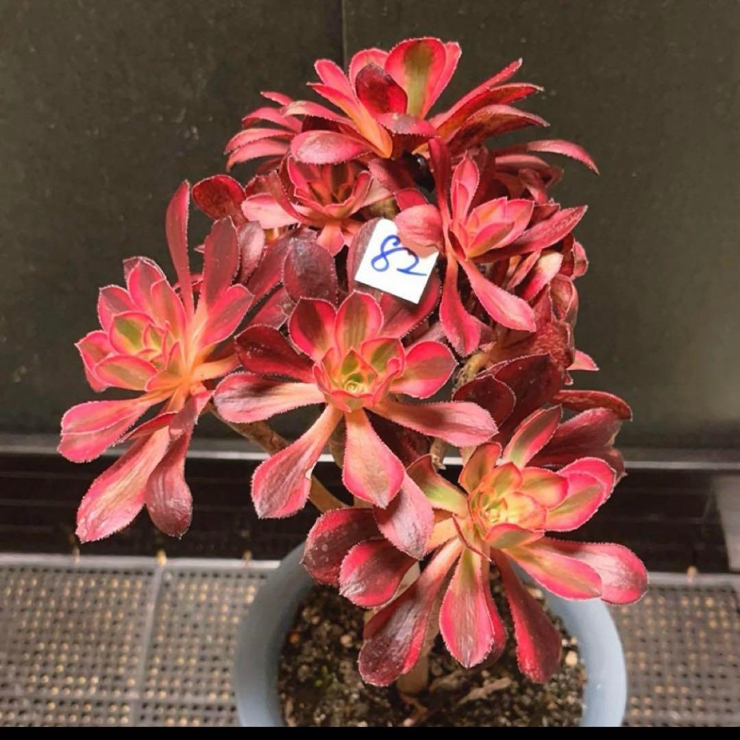 82#多肉植物アエオニウム錦❤️ シャネル❤️10頭 16cm拨き苗