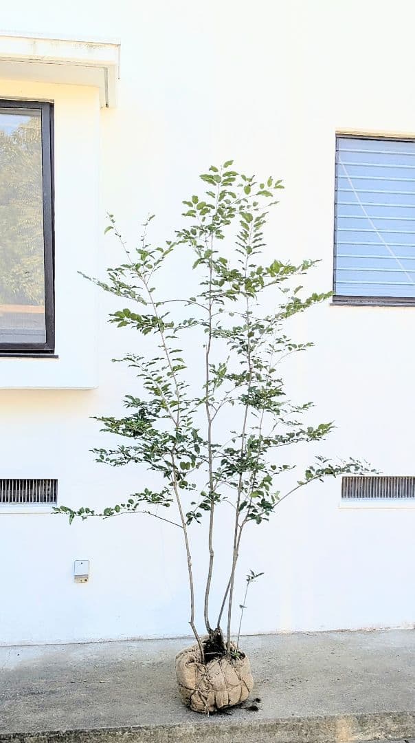 特大。極上。山採りソヨゴ。