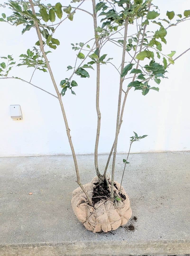 特大。極上。山採りソヨゴ。