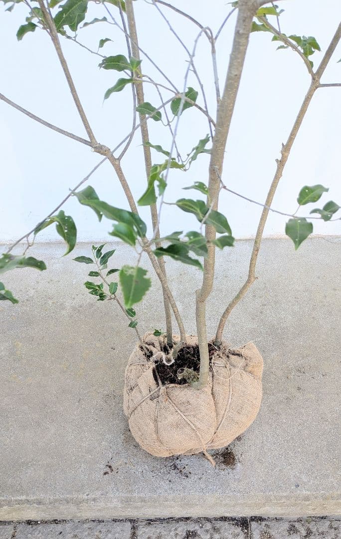 特大。極上。山採りソヨゴ。