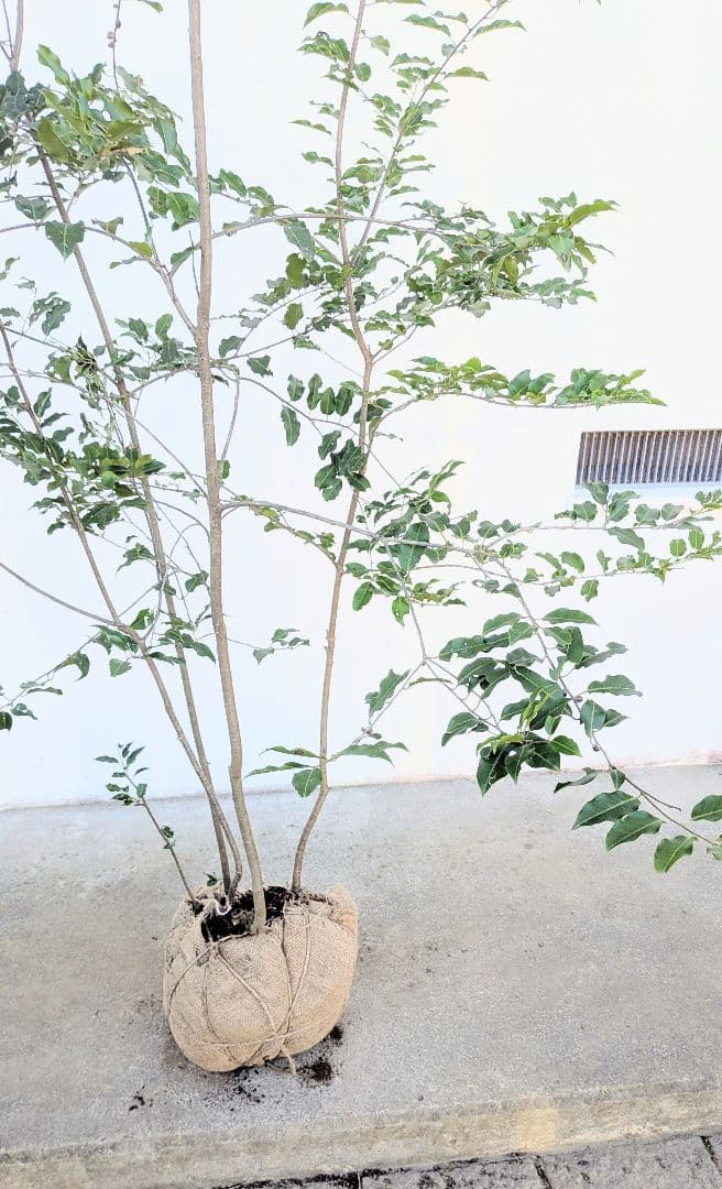 特大。極上。山採りソヨゴ。