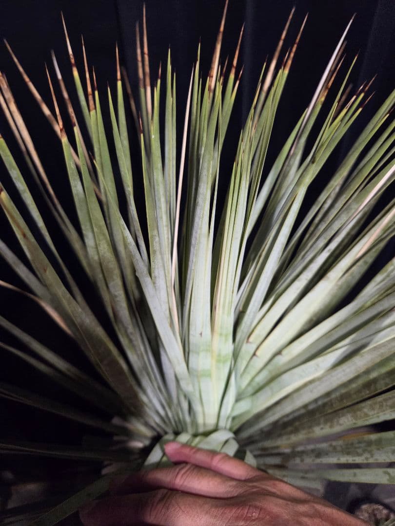 専用出品 特割 ユッカロストラータ 大、太株 (わ)