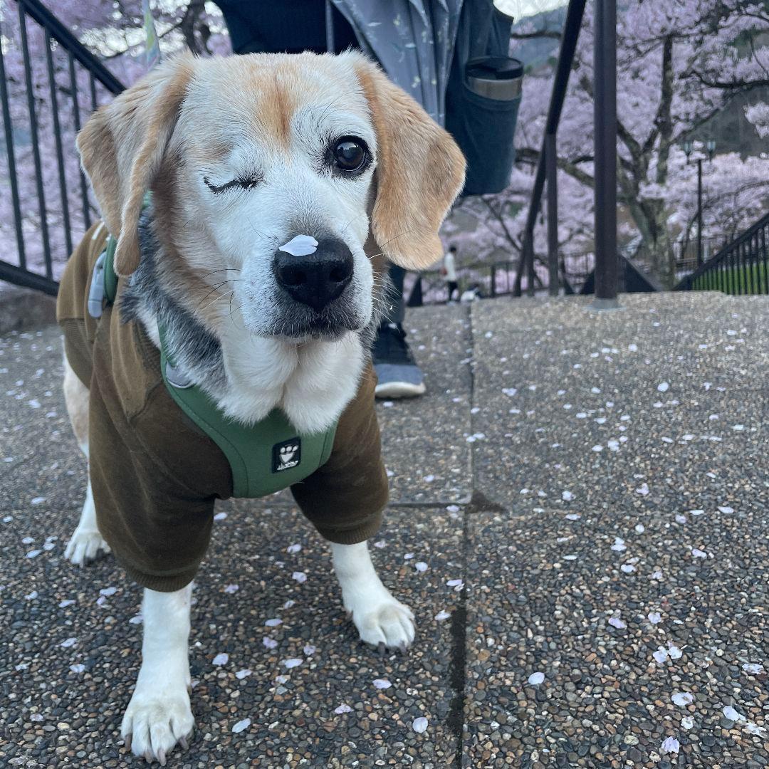 【新品・4個‼️】ラボラインピュアプロテイン／チキン味