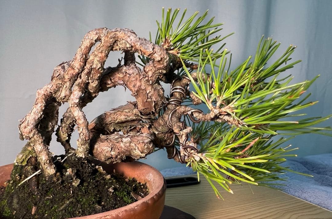 黒松　古木　変わり木