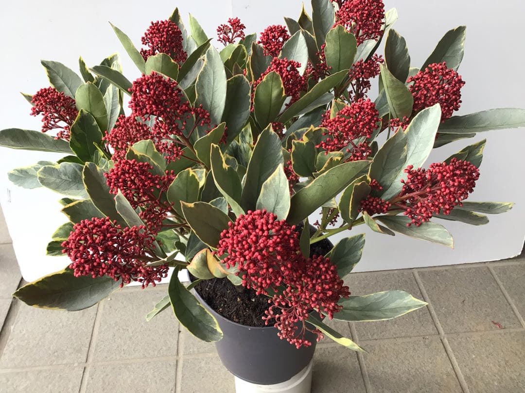 ① いい色出てます‼︎大株仕立ての斑入りスキミア・ベローサバリエガーター