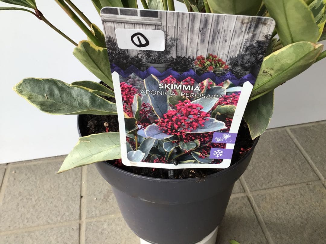 ① いい色出てます‼︎大株仕立ての斑入りスキミア・ベローサバリエガーター