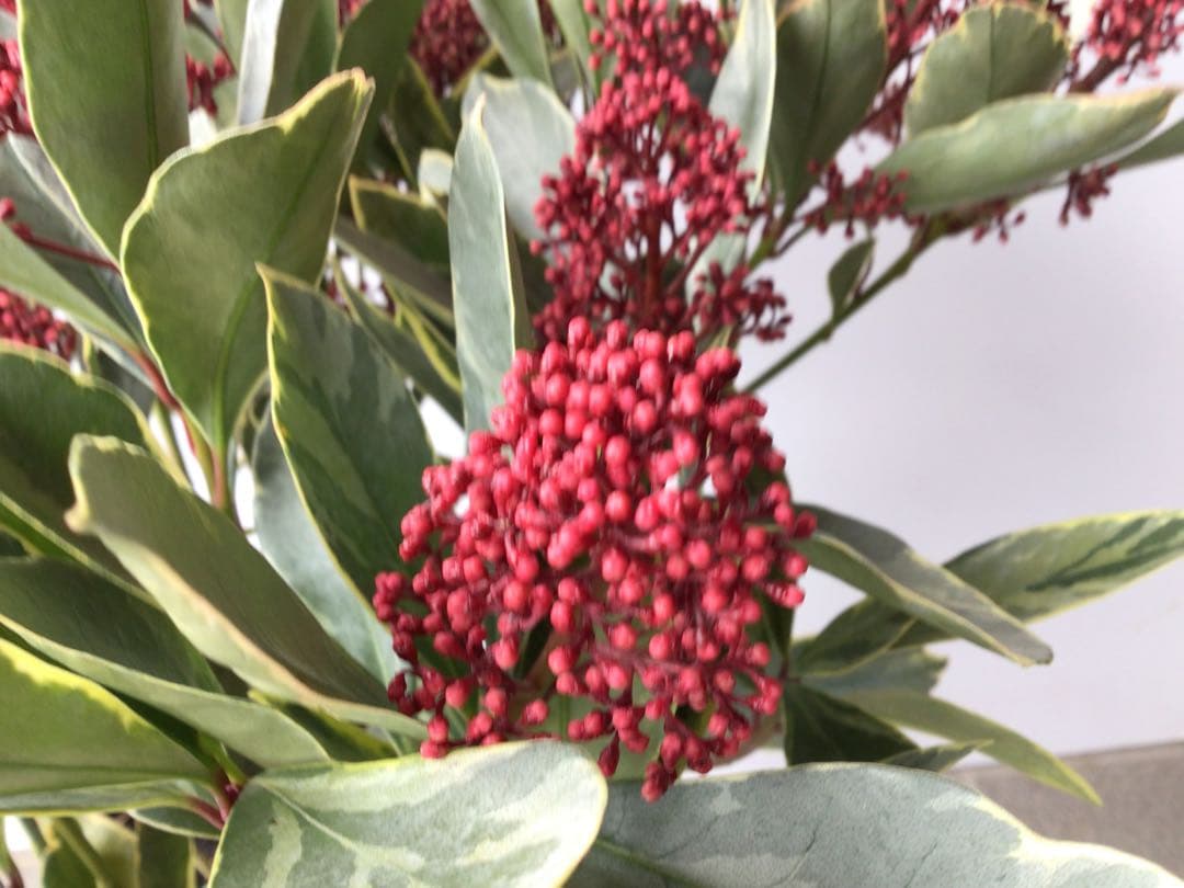 ① いい色出てます‼︎大株仕立ての斑入りスキミア・ベローサバリエガーター