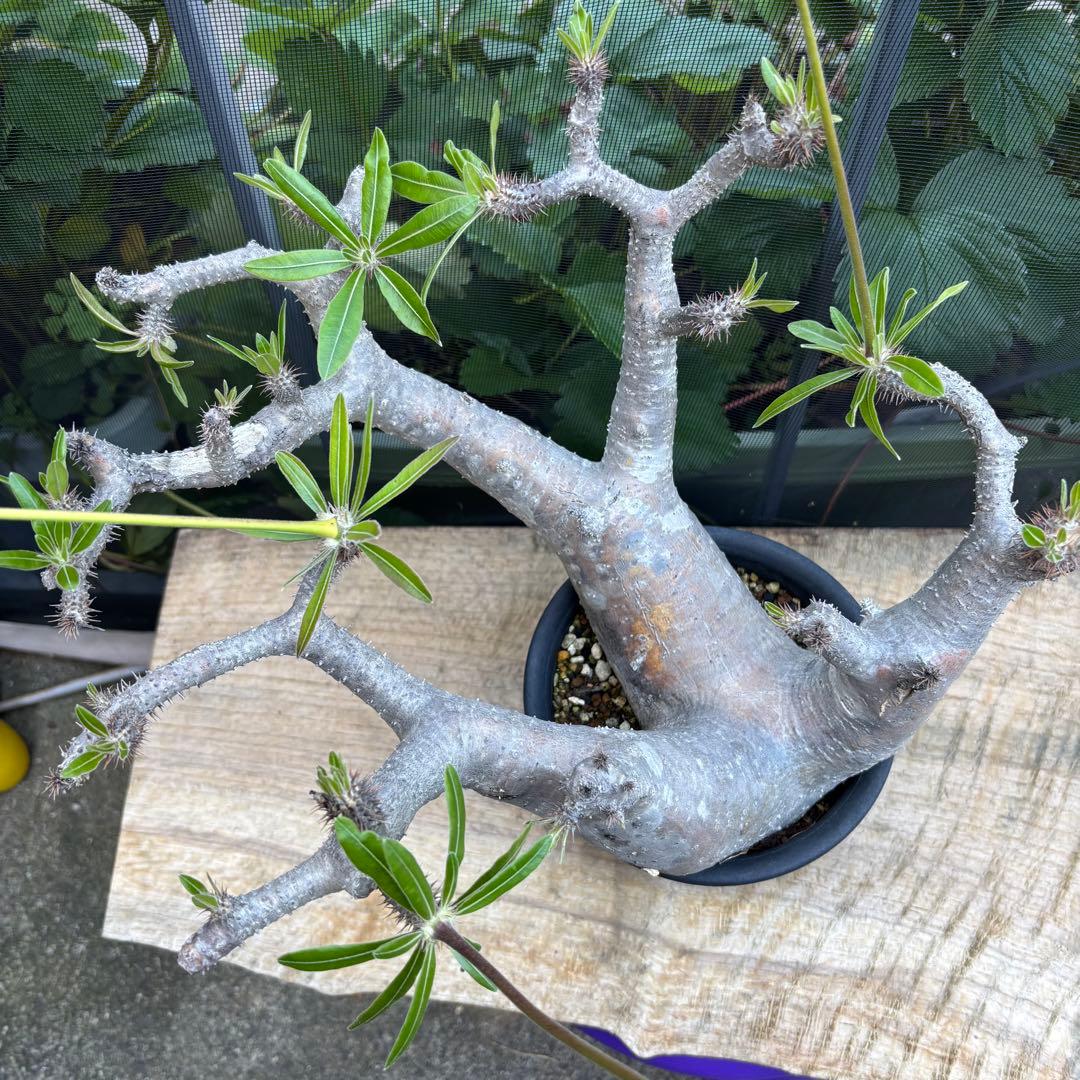 短期間限定超特価！長期管理株 大株 パキポディウム マカイエンセ 魔界玉 現地株