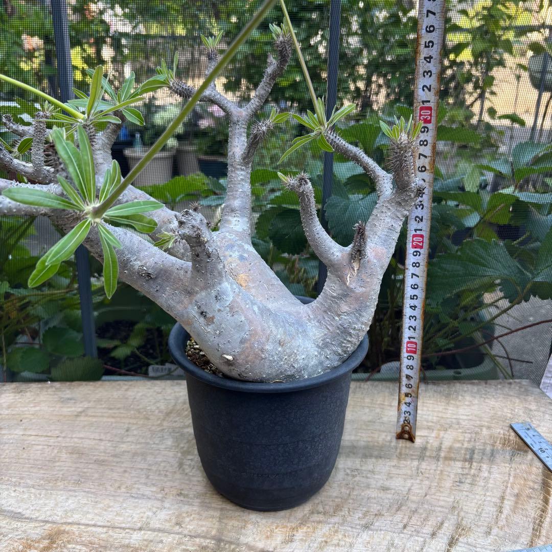 短期間限定超特価！長期管理株 大株 パキポディウム マカイエンセ 魔界玉 現地株