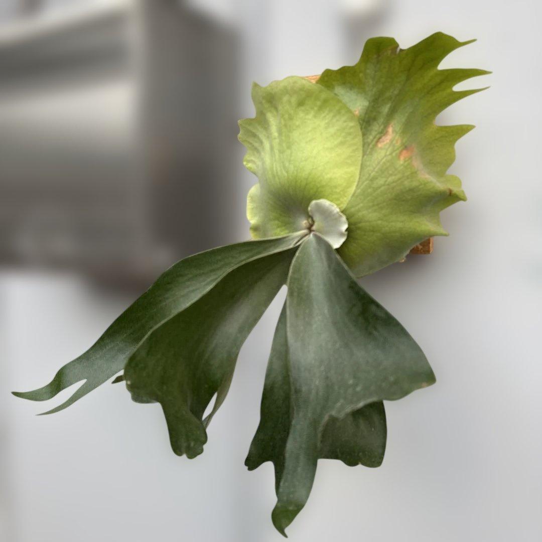 フーンシキ　ビカクシダ