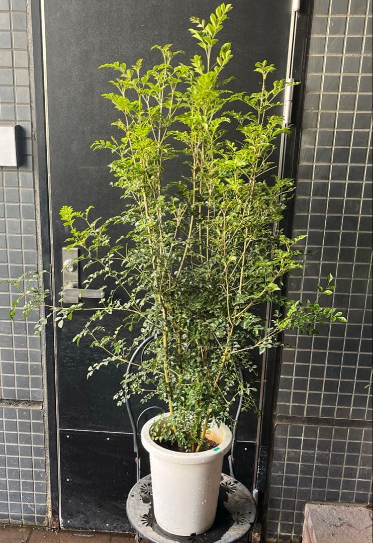 シマトリネコ　8寸鉢ごと　常緑　苗木　植物　本日入荷！