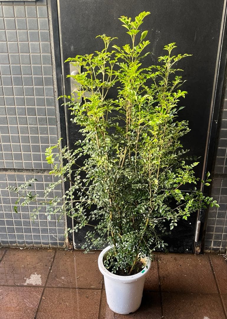 シマトリネコ　8寸鉢ごと　常緑　苗木　植物　本日入荷！