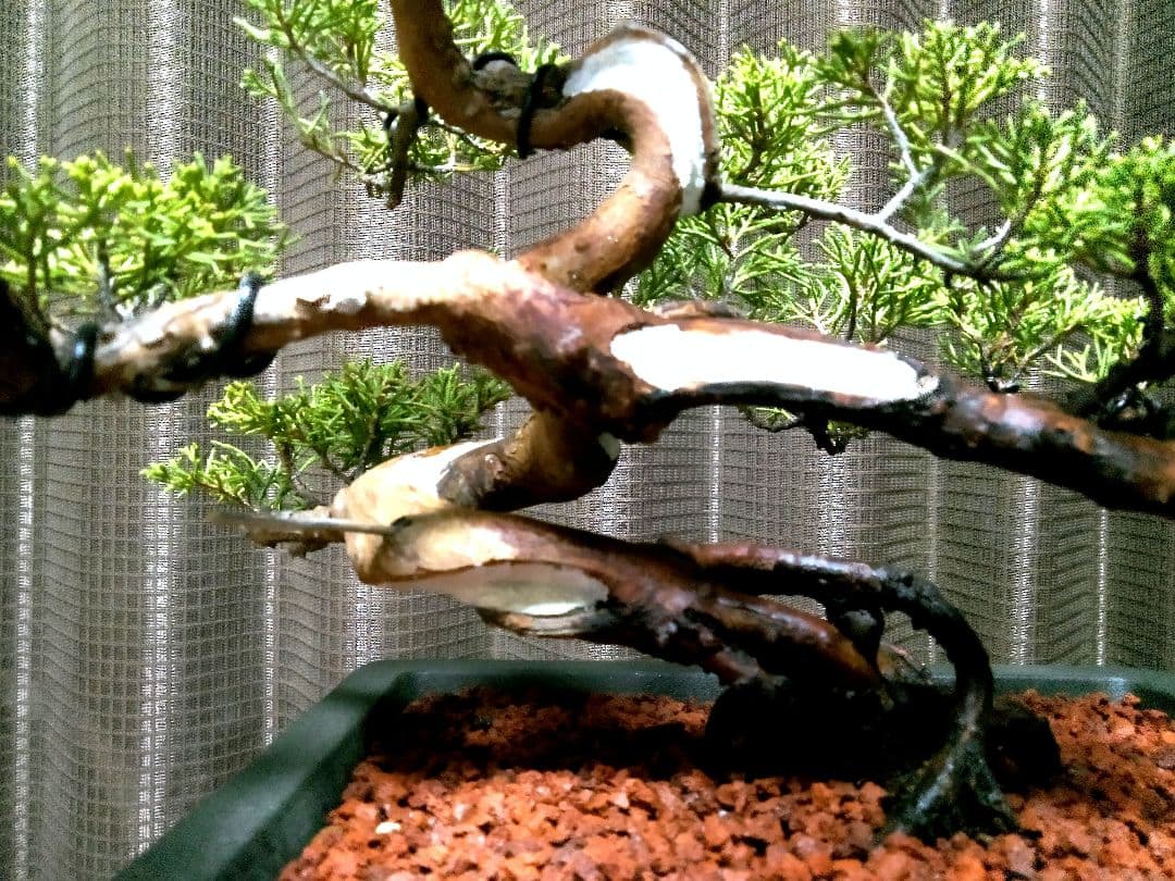 【貴風 模様木 真柏盆栽】　　　⭕気品溢れる一品❗セール