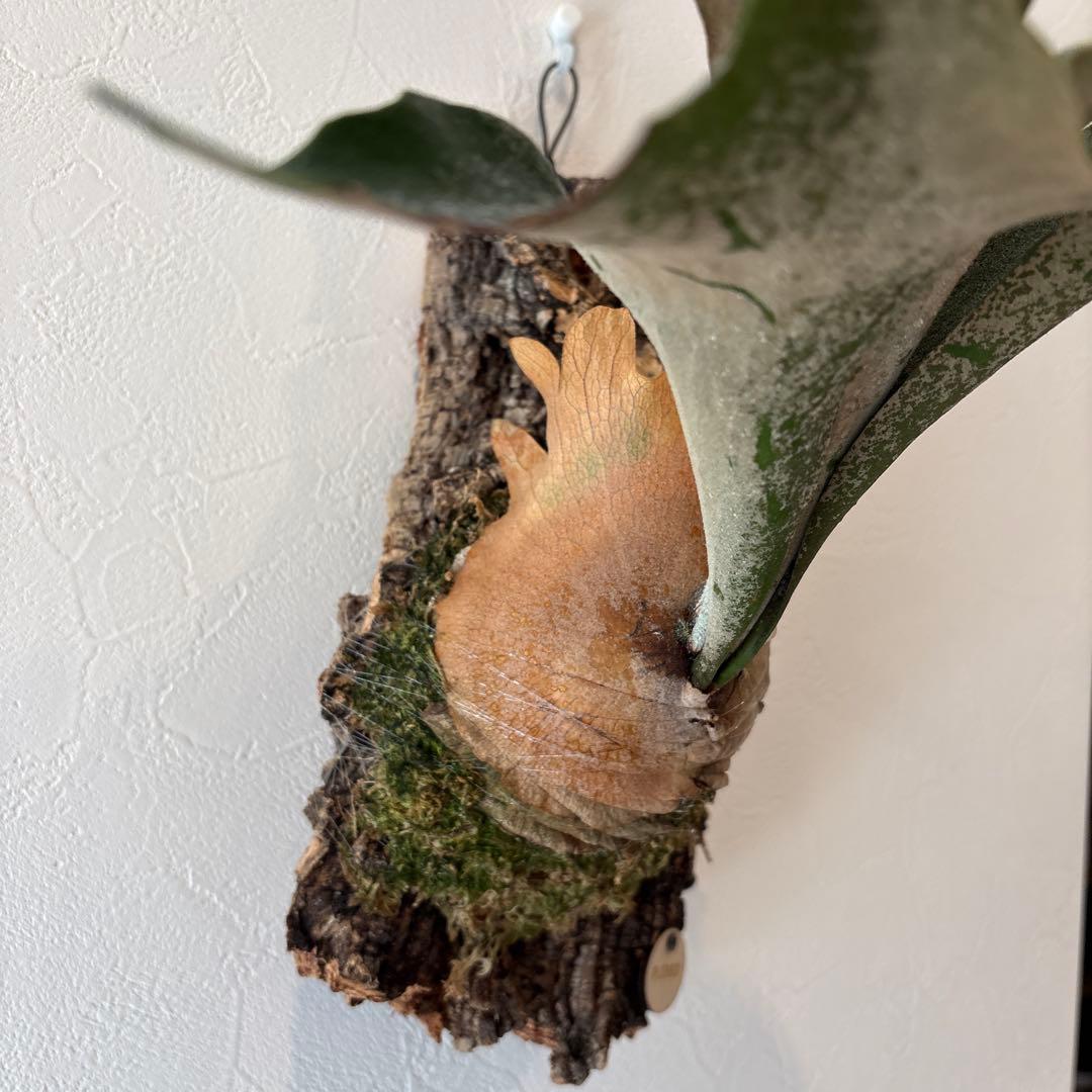 ビカクシダ　オモ　ホワイトラバー