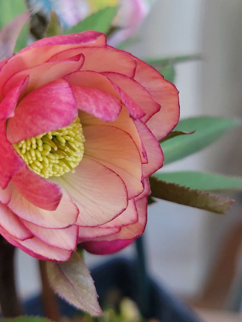 ウィンターシンフォニーdd　アプリコットバイカラー　姫りんごちゃん♡