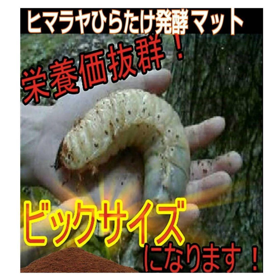 カブトムシ幼虫の餌、産卵にはコレです！改良版！発酵マット50L☆大きくなります！