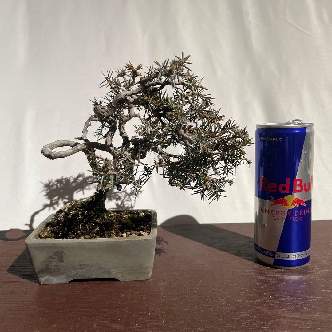 【盆栽 匿名配送 送料込み】 トショウ(杜松)