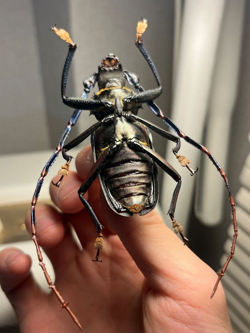 【63mm】Mallaspis カミキリ 標本ナンベイオオタガメ ハナムグリ