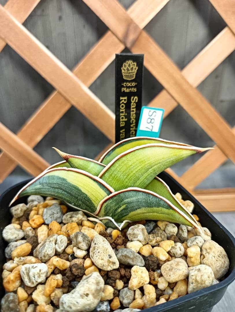 S-87 超希少！小さめ サンスベリア ロリダ 斑入り ベアルート メルカリ便