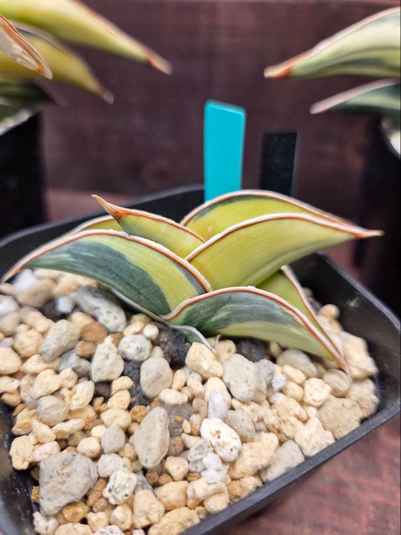 S-87 超希少！小さめ サンスベリア ロリダ 斑入り ベアルート メルカリ便