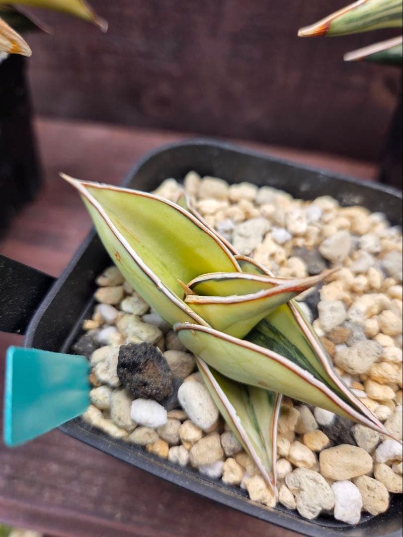 S-87 超希少！小さめ サンスベリア ロリダ 斑入り ベアルート メルカリ便