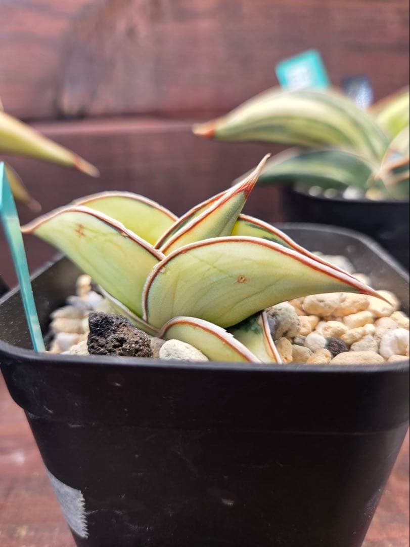 S-87 超希少！小さめ サンスベリア ロリダ 斑入り ベアルート メルカリ便