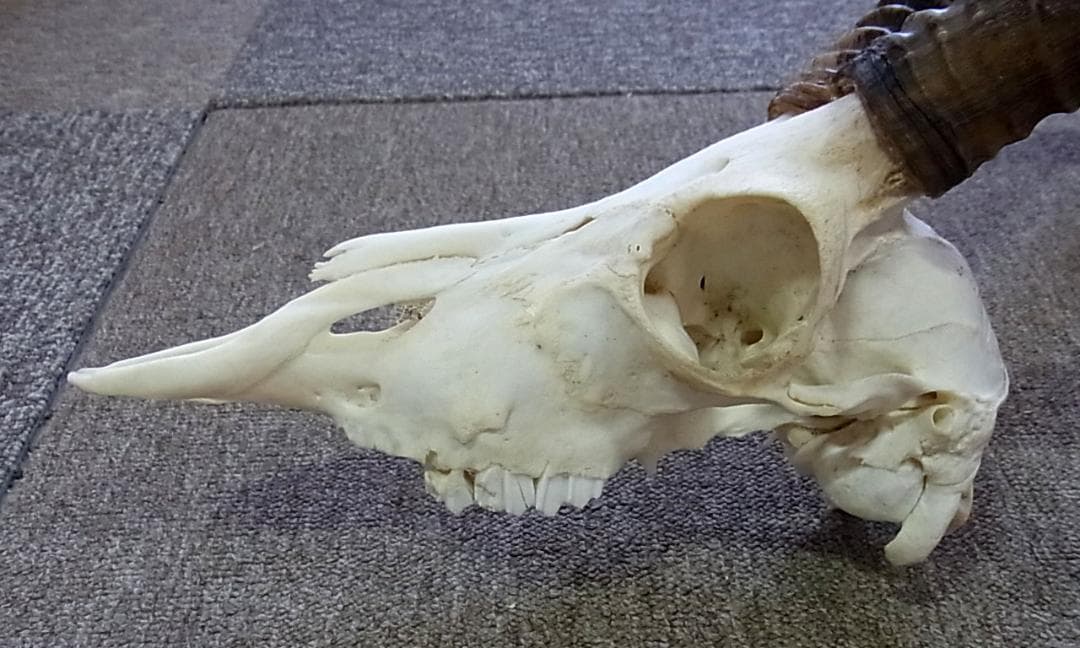 アフリカ便！インパラ スカルホーン B