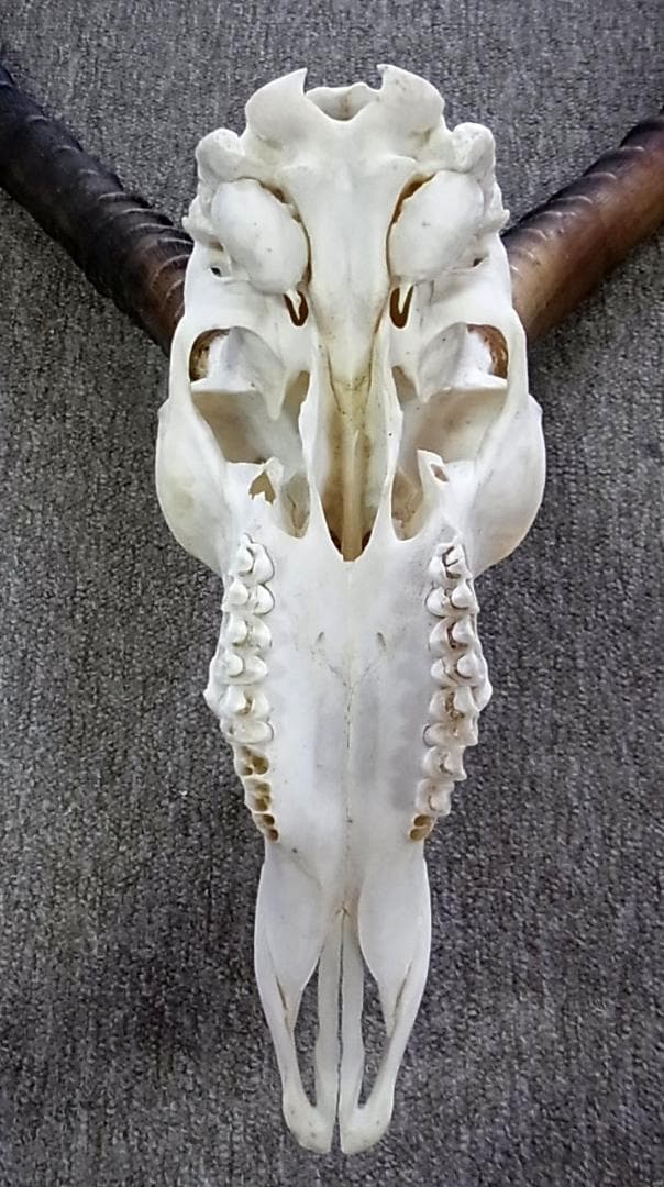 アフリカ便！インパラ スカルホーン B