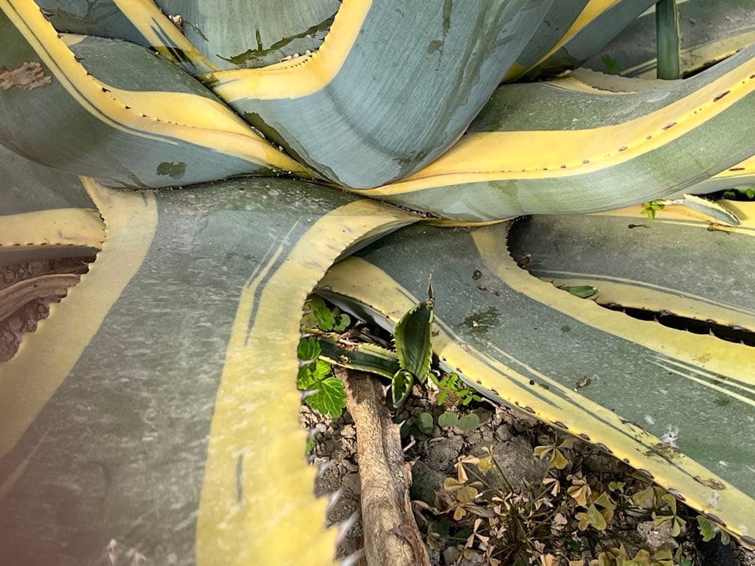 福沢諭吉　様確認用　クラッシスピナ錦