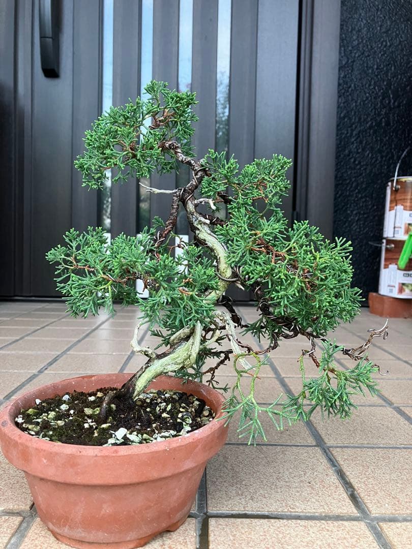 石鎚山の真柏　美しい樹形でジン舎利のバランスが超魅力！　★大幅値下げ超お勧め品★