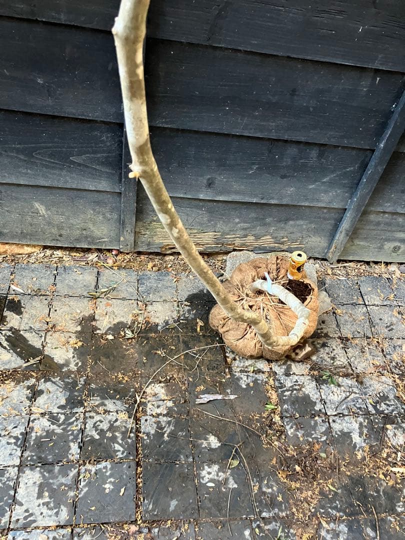 92 山採り　ミツバツツジ