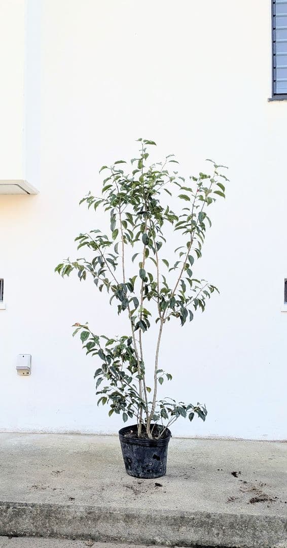 山採り養成。鉢植えソヨゴ。