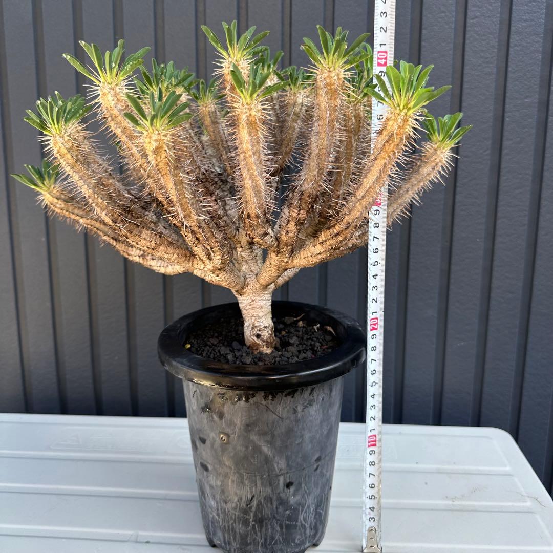 特選標本級 ユーフォルビア ギラウミニアナ 超美形 超特大 現地株 発根活着済