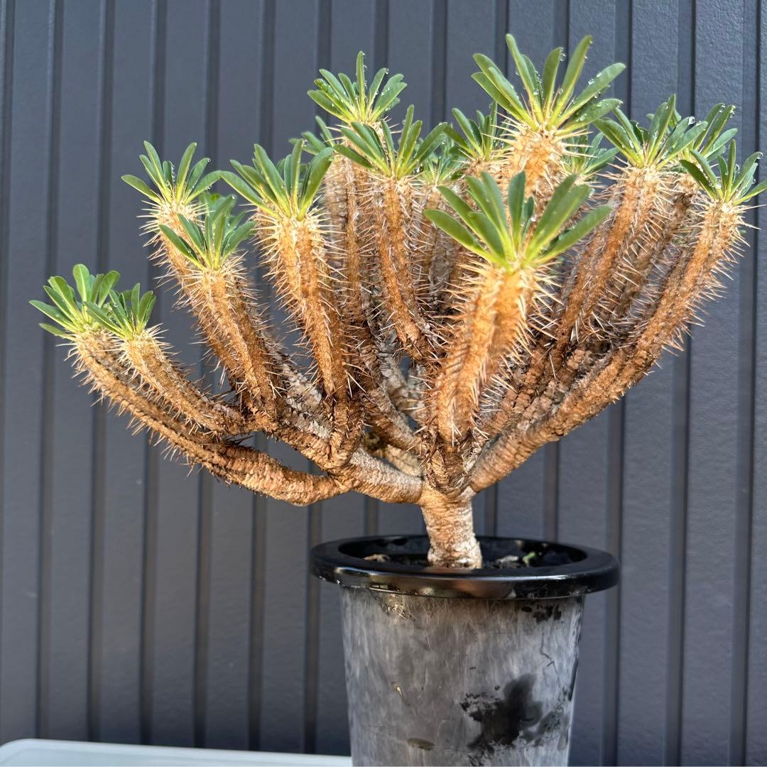 特選標本級 ユーフォルビア ギラウミニアナ 超美形 超特大 現地株 発根活着済