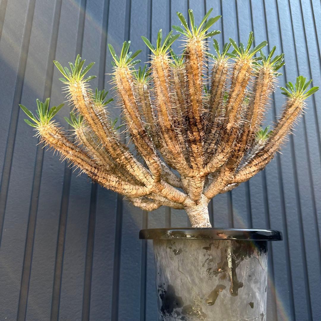 特選標本級 ユーフォルビア ギラウミニアナ 超美形 超特大 現地株 発根活着済