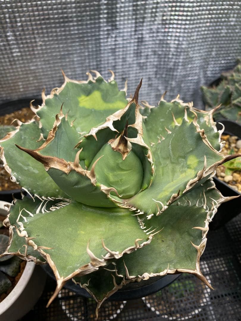 m*s様 アガベ　チタノタ　オテロイ　無名