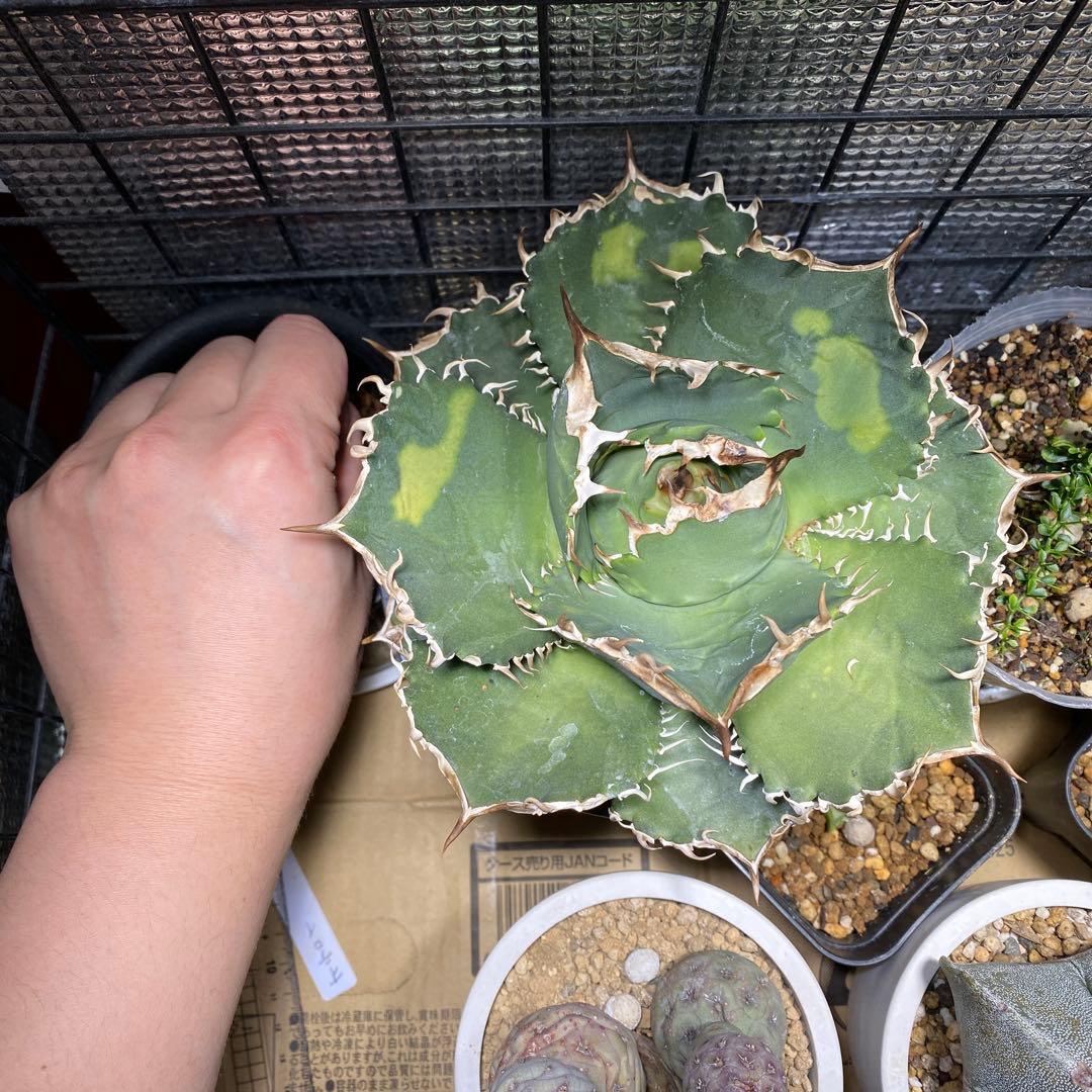 m*s様 アガベ　チタノタ　オテロイ　無名