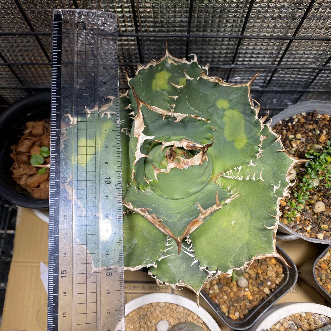 m*s様 アガベ　チタノタ　オテロイ　無名