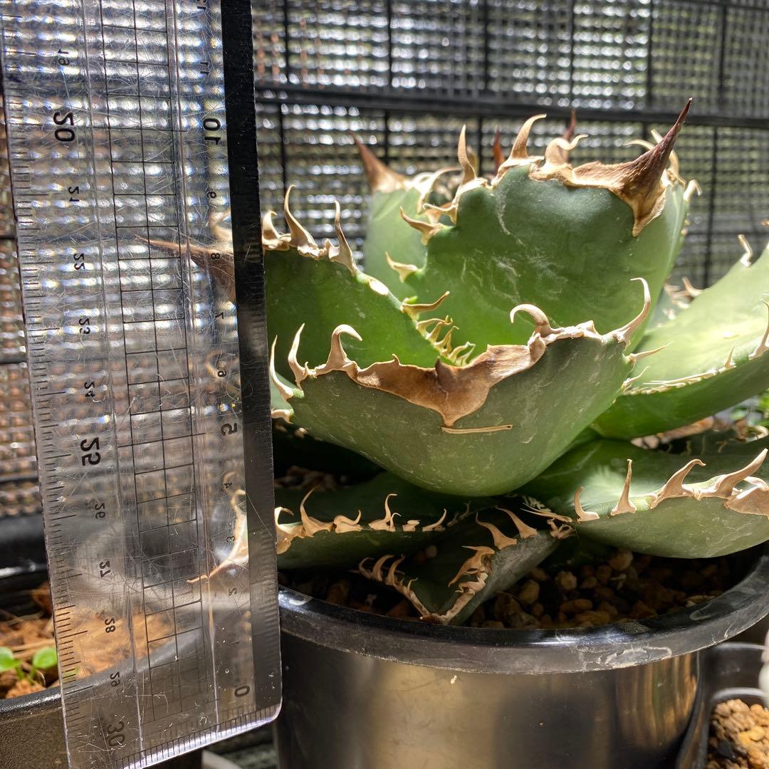 m*s様 アガベ　チタノタ　オテロイ　無名