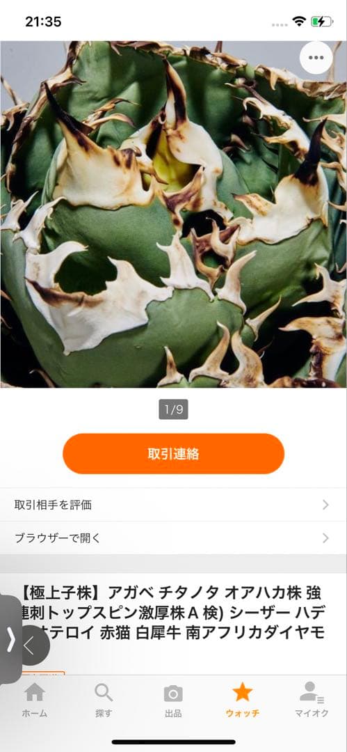 m*s様 アガベ　チタノタ　オテロイ　無名