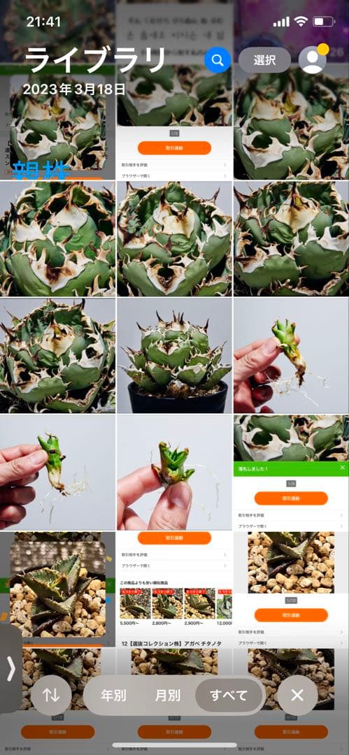 m*s様 アガベ　チタノタ　オテロイ　無名