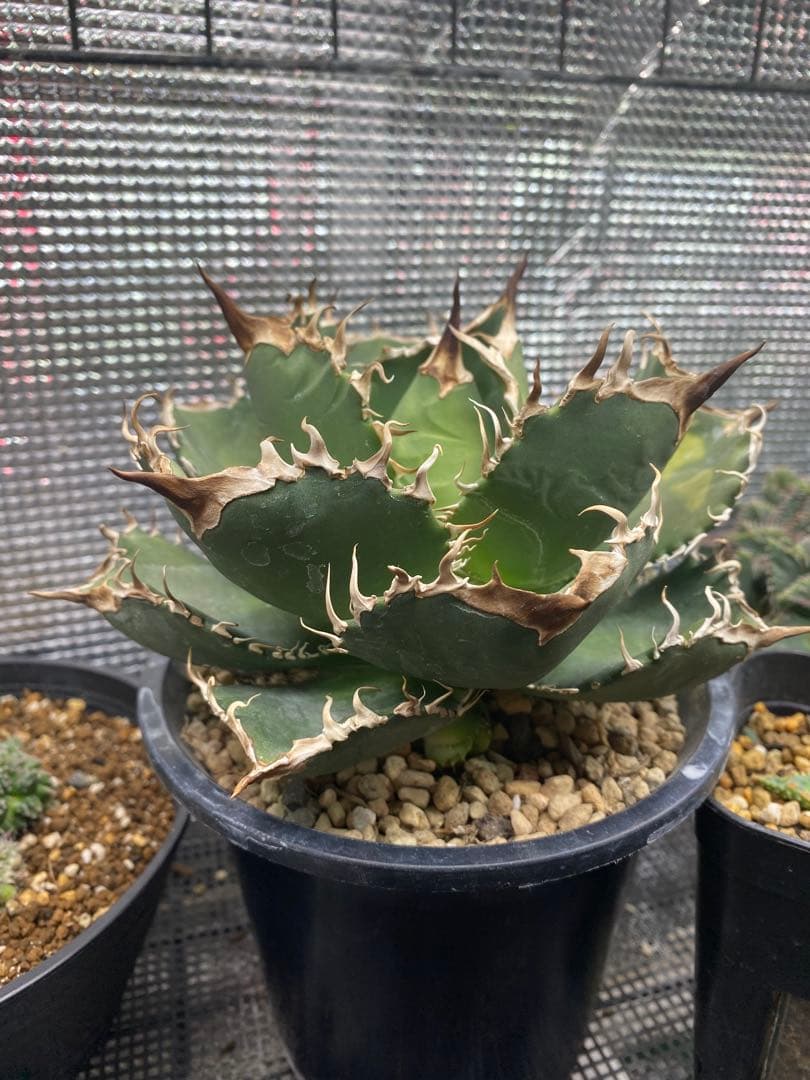 m*s様 アガベ　チタノタ　オテロイ　無名