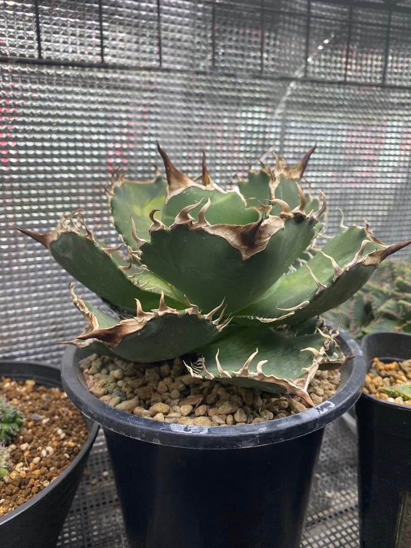 m*s様 アガベ　チタノタ　オテロイ　無名