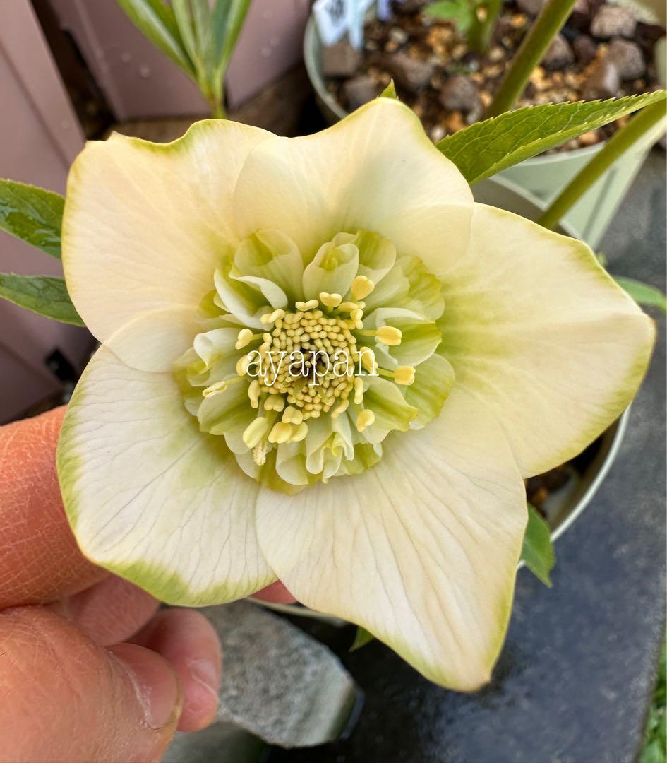 クリスマスローズ　吉田園芸ピエラセミダブル　未株分け 最終値下げ